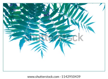 palm leaves in blue green colors