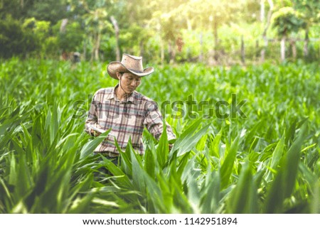 Farmer standing in corn fields with recording the growth of corn.