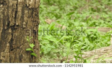 Close up an old tree bark log, Green grass background in forest, with small leafs growing on tree log.