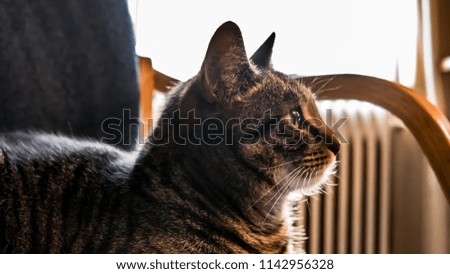 Cat in a chair profile 