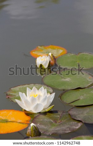 White Water Lily in Bloom