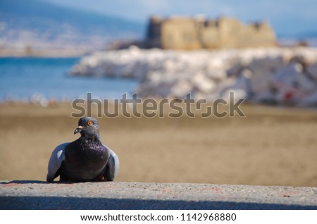Pigeon in the front of the coast in Naples and  medieval Castel  dell'Ovo. Egg castle, Italy. Panoramic view,selective focus.