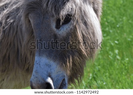 Close up of wild burro face.  Shaggy coat and mane, eye and nose.  Donkey.  Custer State Park. South Dakota. 