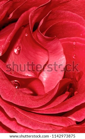 background for phone, droplets on rose petals