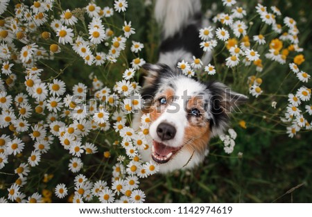 A happy dog in flowers. The pet is smiling. Field Camomiles. The Astralian Shepherd Tricolor Royalty-Free Stock Photo #1142974619