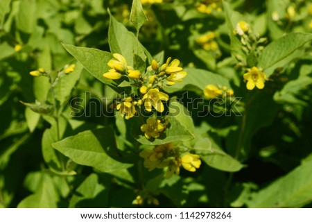 Yellow loosestrife tall plant with bright yellow flowers with orange center