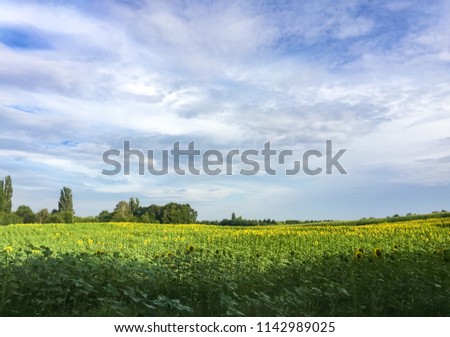 Cloudy blue sky above beautiful sunflower field in summer.Download curated photo content with royalty free images of  sunflowers growing in fields 