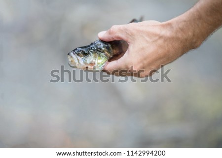 A newly captured fish in a mans hand. The fish has its mouth opened, and there is copy space in the picture.