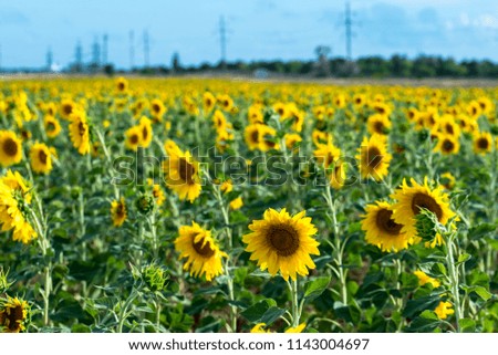 Sunflowers field on blue sky