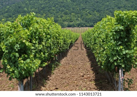 Vineyard in the region of Lozarevo, Bulgaria