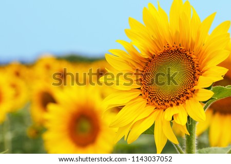 Sunflower natural background. Sunflower blooming. Close-up of sunflower. Royalty-Free Stock Photo #1143037052