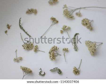 Dried yarrow flowers on a white background macro
