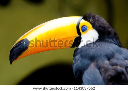 toucan in zoo
