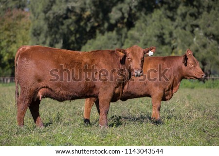 Angus Cattle Farming Royalty-Free Stock Photo #1143043544
