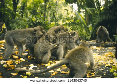 Four monkeys with their babies. Picture taken in Ubud Indonesia