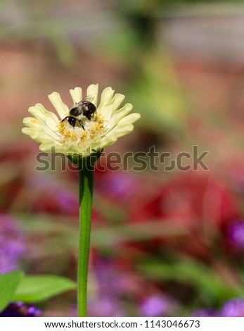 Closeup of bee standing in the center of small yellow flower with colorful blurred background