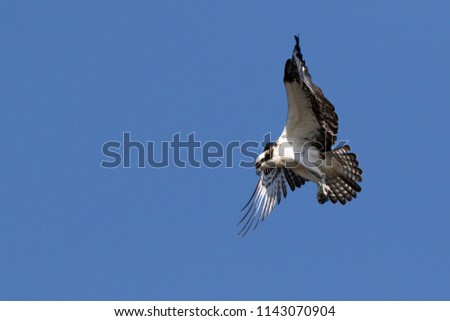 Osprey hovering over fish in a Florida Marsh