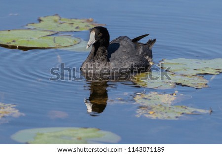 American Coot in a Florida Marsh