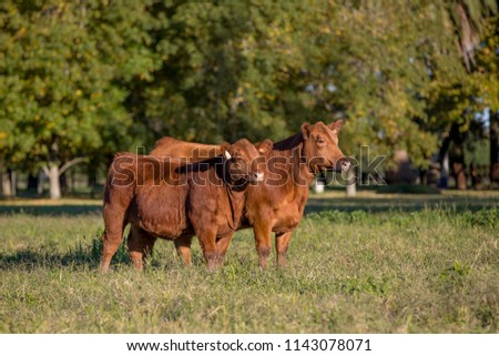 Angus Cattle Farming Royalty-Free Stock Photo #1143078071