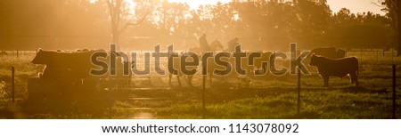 Angus Cattle Farming Royalty-Free Stock Photo #1143078092