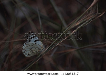 Pioneer White Butterfly (belenois aurota) Sitting On Grass In Low Light Defocused