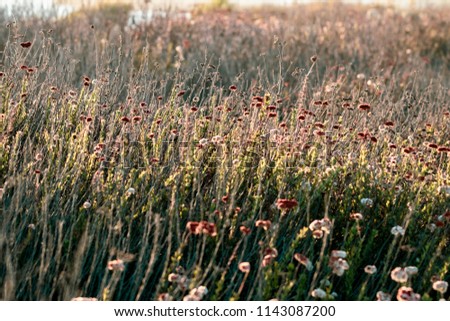 Field of wildflowers with a warm light glow from the sun setting 