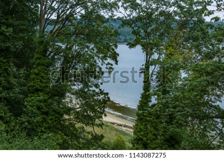 view of shore through forest