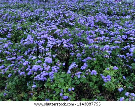 Fluffy Flower. Purple Ageratum. Flower of color Panton