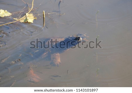 Snapping turtle in its environment.