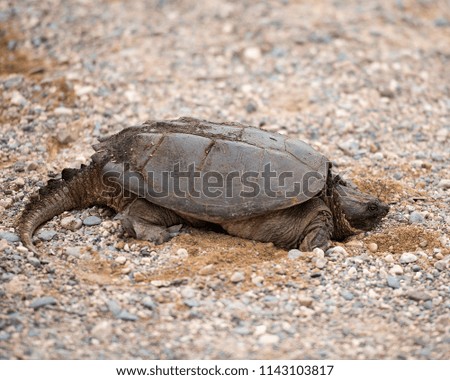 Snapping turtle in its environment.