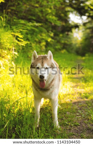 Portrait of lovely beautiful beige and white siberian husky dog with brown eyes standing in the forest on sunset background and yellow sunny backlight.