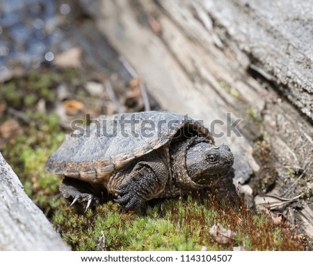 Snapping turtle in their growing phase.