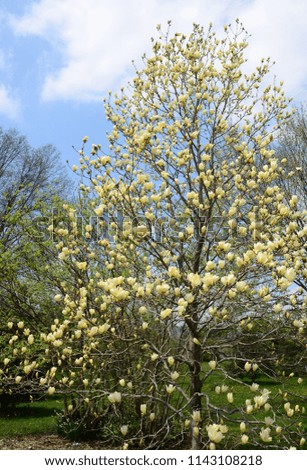 yellow tree magnolia blossom