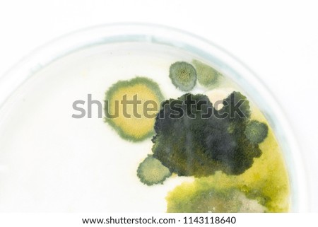 Backgrounds of Colony Characteristics of Fungus and algae in petri dish for education.