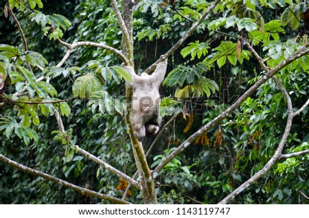 Sloth hanging from a Cecropia tree in Panama