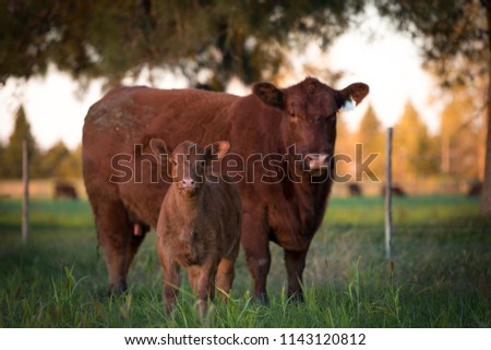 Farming Angus Cattle Runch Royalty-Free Stock Photo #1143120812