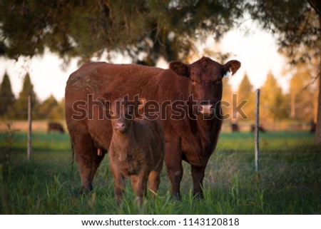 Farming Angus Cattle Runch Royalty-Free Stock Photo #1143120818