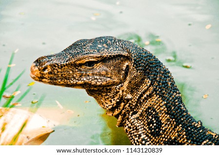 water monitor in river 