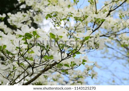 white dogwood tree blossom 