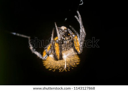 Black and Orange Hairy Spider Close Up Nighttime Jungle