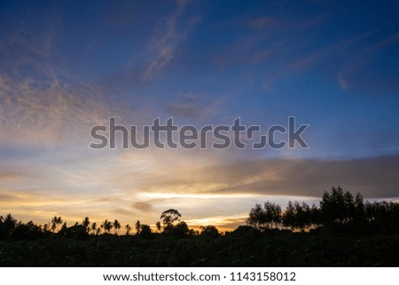 Evening sky and clouds on twilight, background sky over silhouette trees. Copy space.
