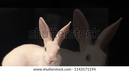 Cute rabbit photograph