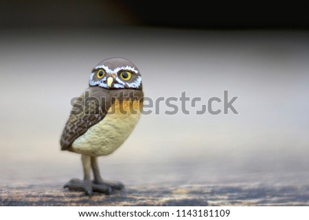 Narok - Kenya / Owl miniature with isolated background standing on a rock near river bank.