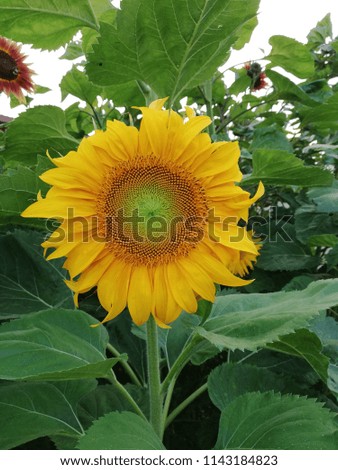 Sunflower in the summer