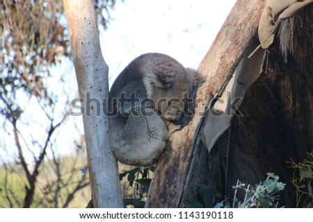 koala curled up asleep in tree