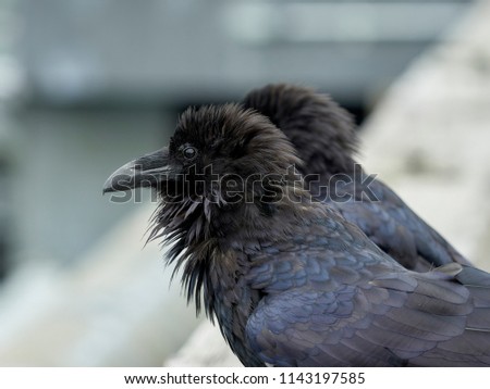 Close-up of a raven with ruffled feathered