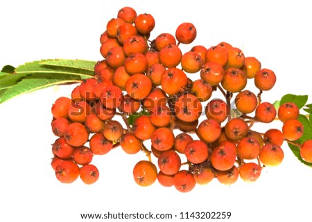 ashberry isolated on white background