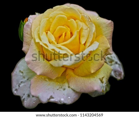 blurred rose petals isolated on the natural black background with clipping path. Closeup. For design, texture, background. Nature.
