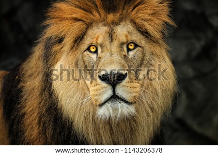 Detail face Berber lion with yellow eyes. Photo from world of animals.