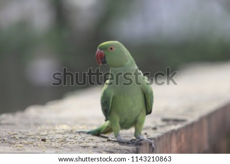 Parrots, also known as psittacines, are birds of the roughly 393 species in 92 genera that make up the order Psittaciformes, found in most tropical and subtropical regions.